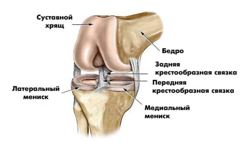 Боль в колене (болит коленный сустав)