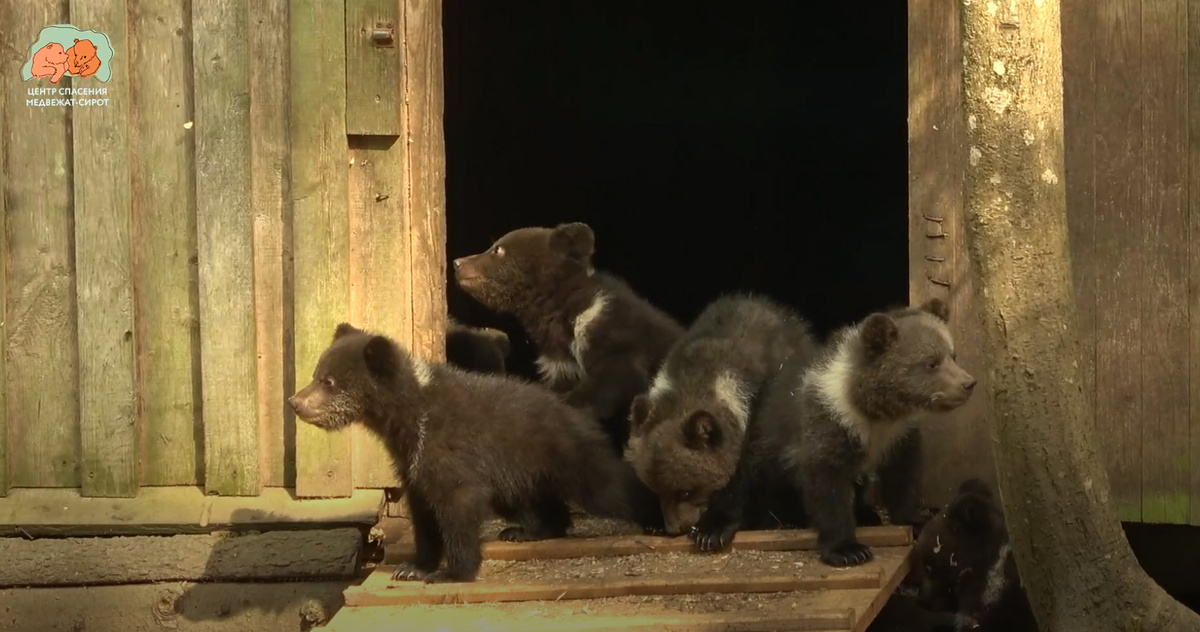 Скрин из видео Центра спасения медвежат-сирот