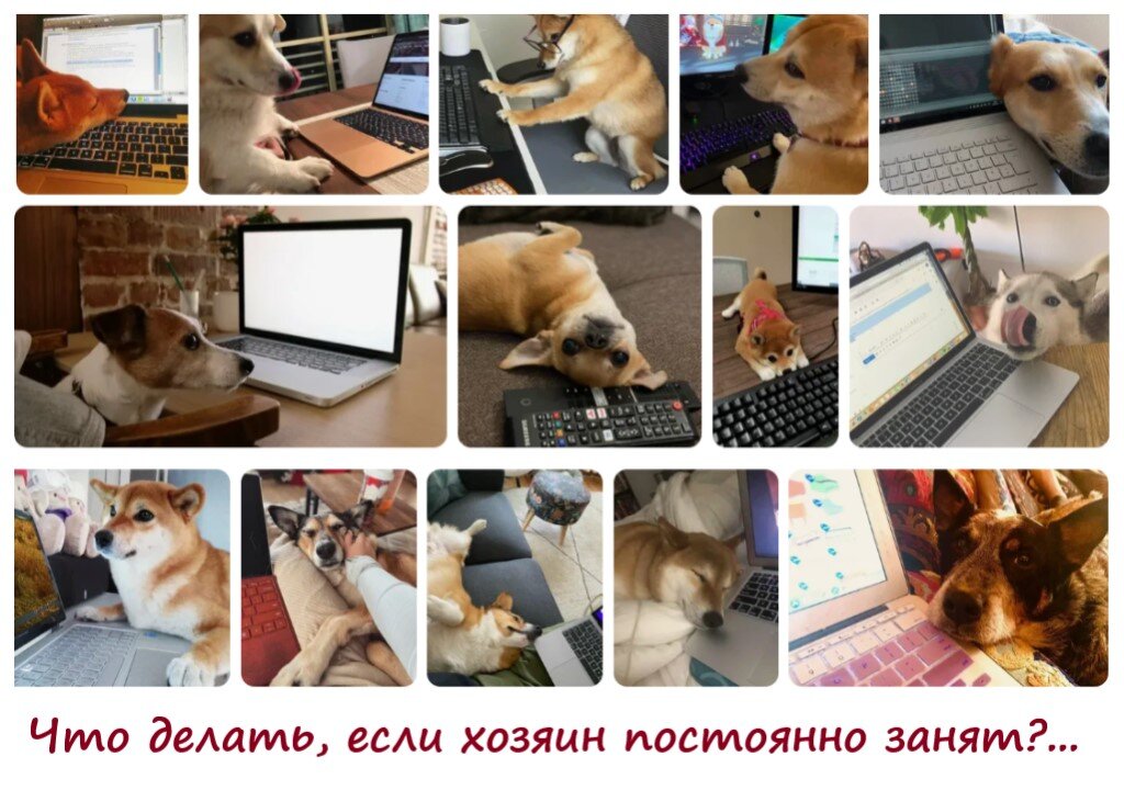 Красивые собаки. Красивые собаки. Вест-хайленд-уайт-терьер черный. Милые собаки. Красивые собаки.