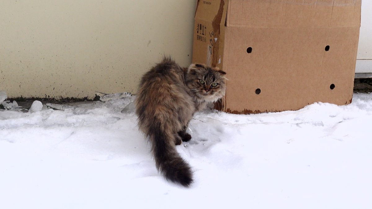 симптомы повышения температуры тела. бросает в жар без температуры. симптомы при температуре. бросает в пот без температуры. почему бросает в холод.