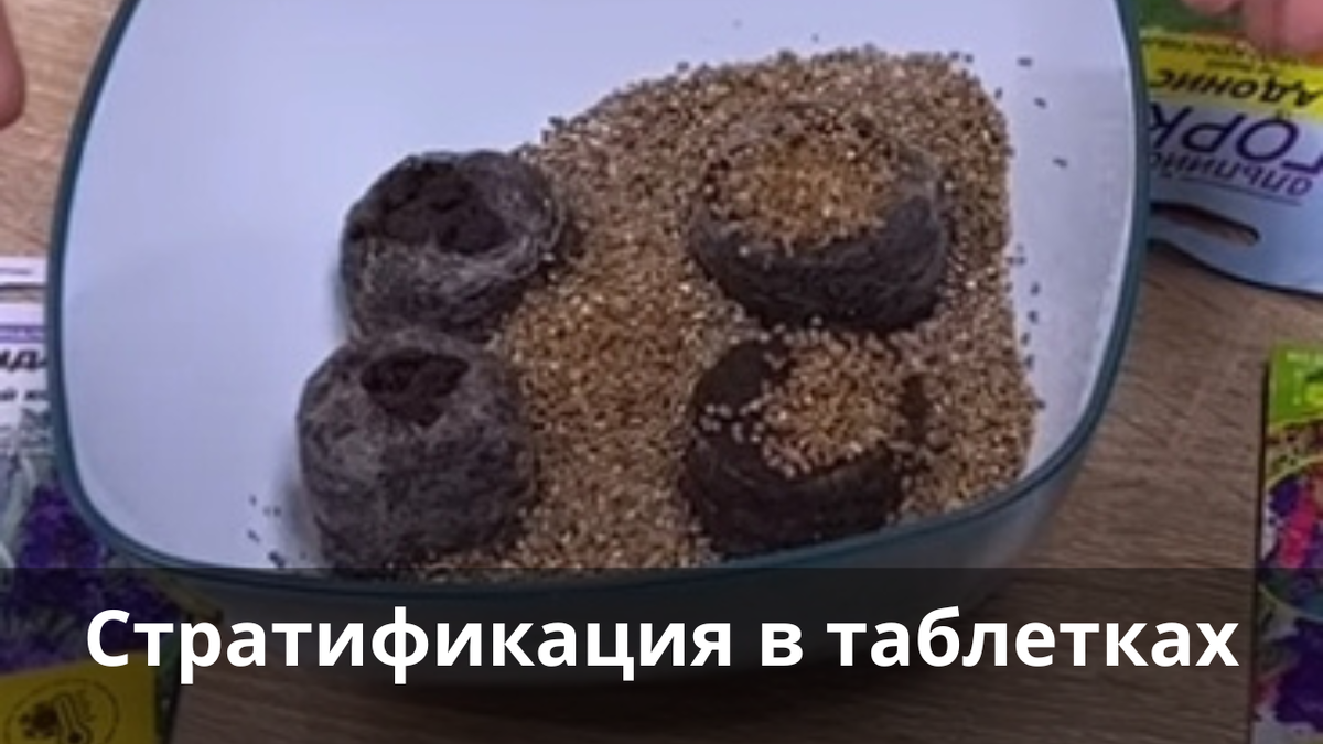 стратификация семян сосны. снегование семян сосны. снегование семян сосны обыкновенной. стратификация семян многолетников.