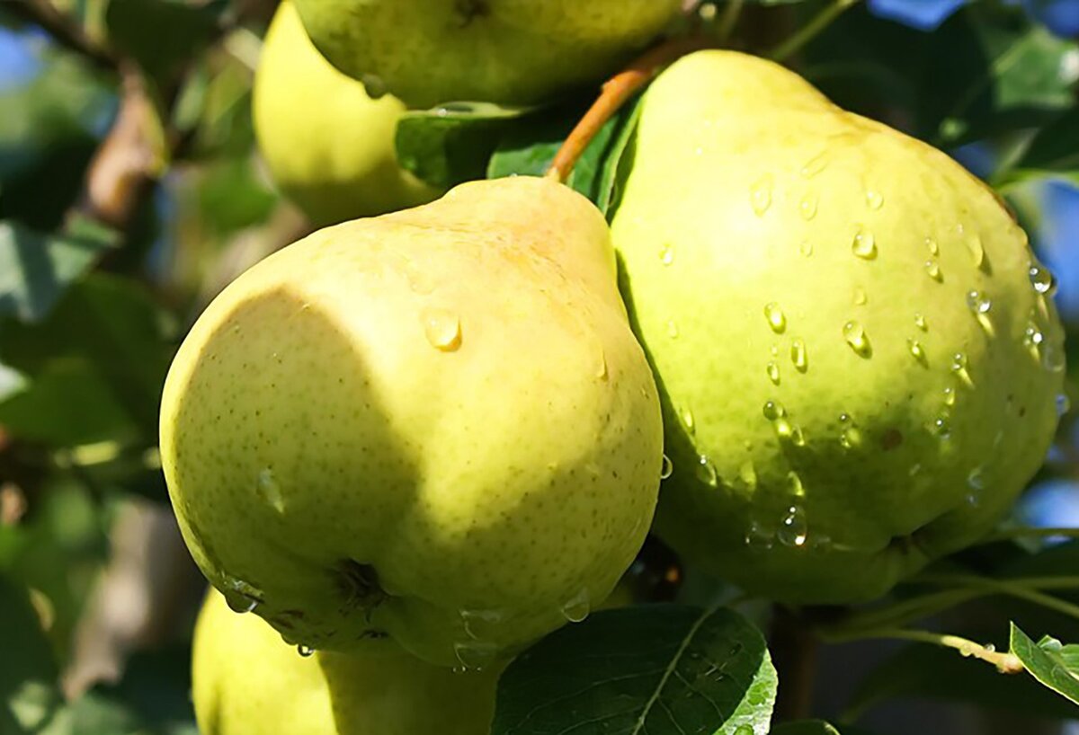 Августовская роса