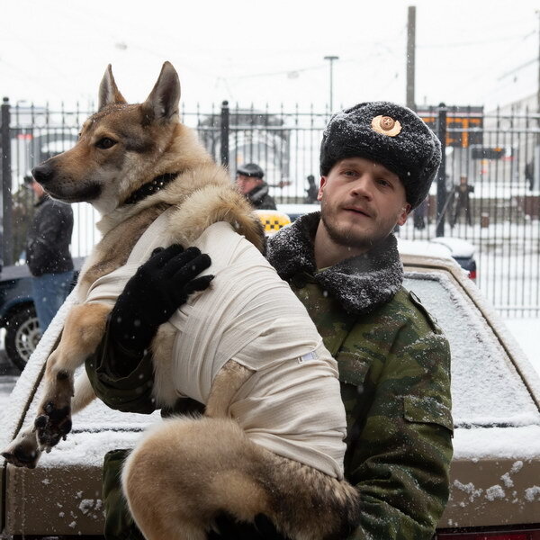     Фильм «Абрек» о дружбе волка с людьми покажет Первый канал