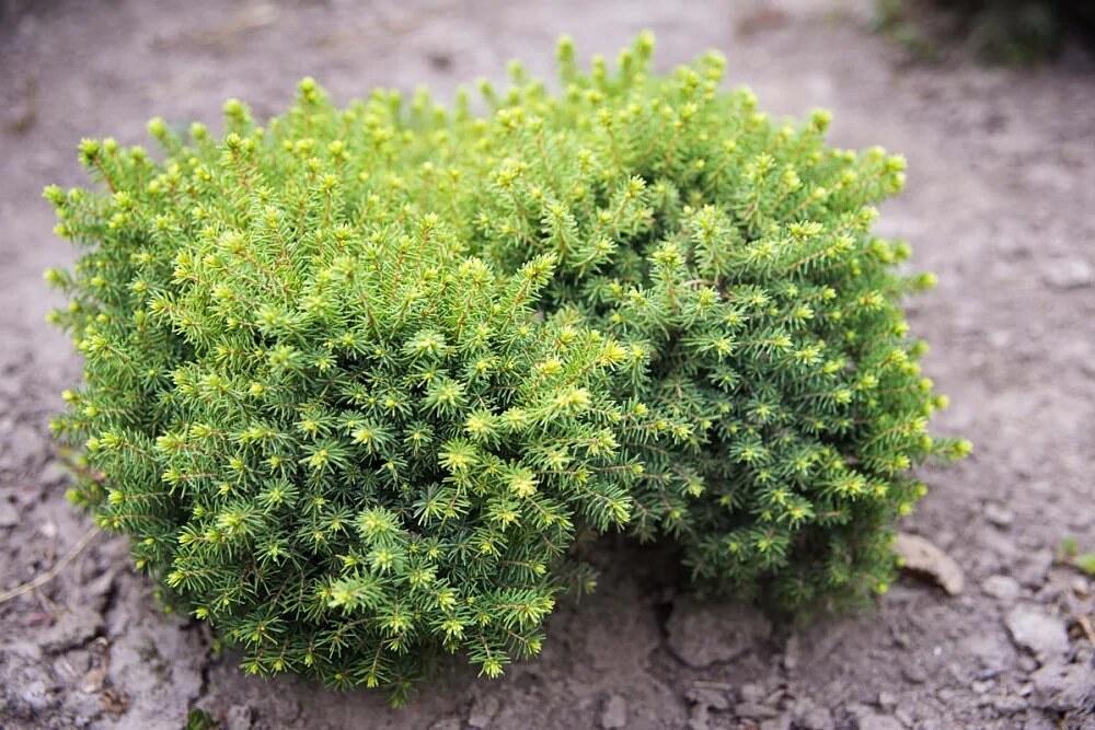 Ель обыкновенная прищипывание. Подрезка сосны обыкновенной формировать. Формирующая обрезка сосны обыкновенной. Формирование сосны обыкновенной схема. Схема обрезки верхушки сосны обыкновенной.