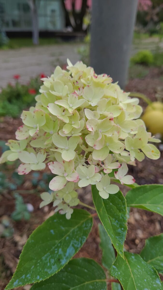 Гортензия Summer love, лето 2023