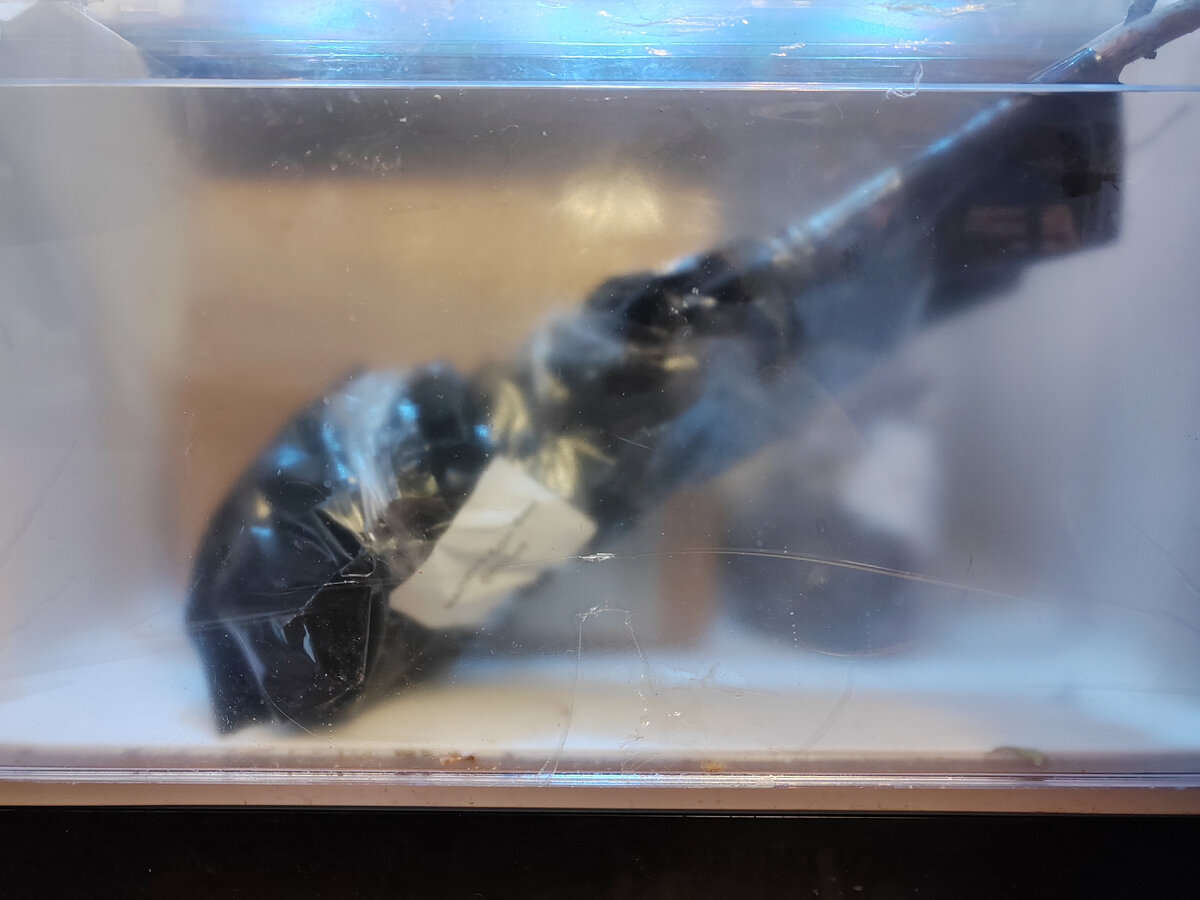 Кроме гортензий в моем холодильнике нашли приют малина и клубни пионов🤫