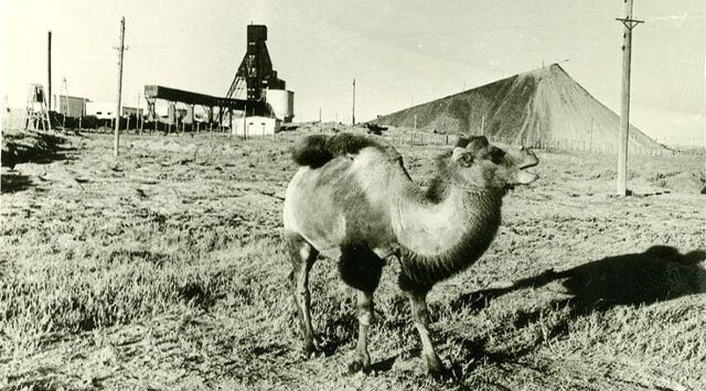 Жезказганское месторождение, 1955 г. Нурахмет "Большое гнездо" Нуриев. Что известно о новом главе "Казахмыса"?
