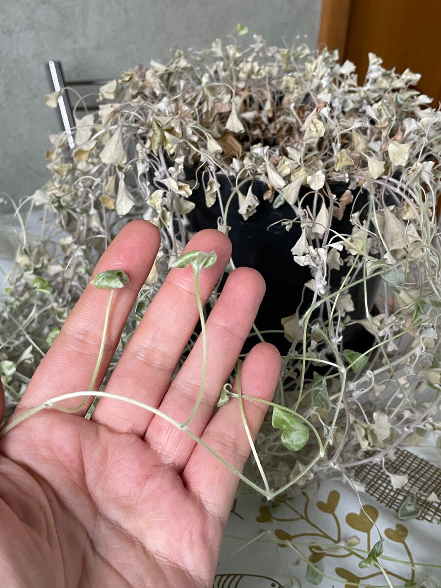 28 января 2024 г