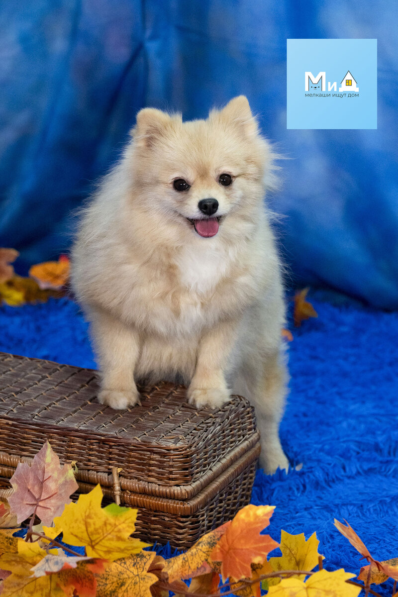 Как правильно писать убирать. Уборка приколы в картинках. Убирайте за собаками. Профессия уборщица. Уборка приколы.