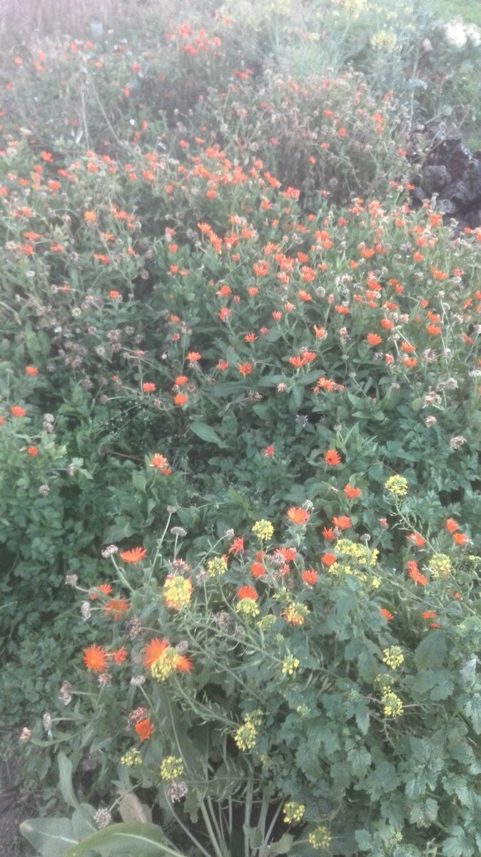 Календула (Calendula).