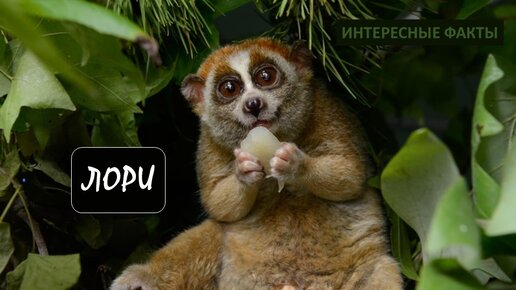 Лемур лори. День лори. День лори. Ленивец лори. День лори.