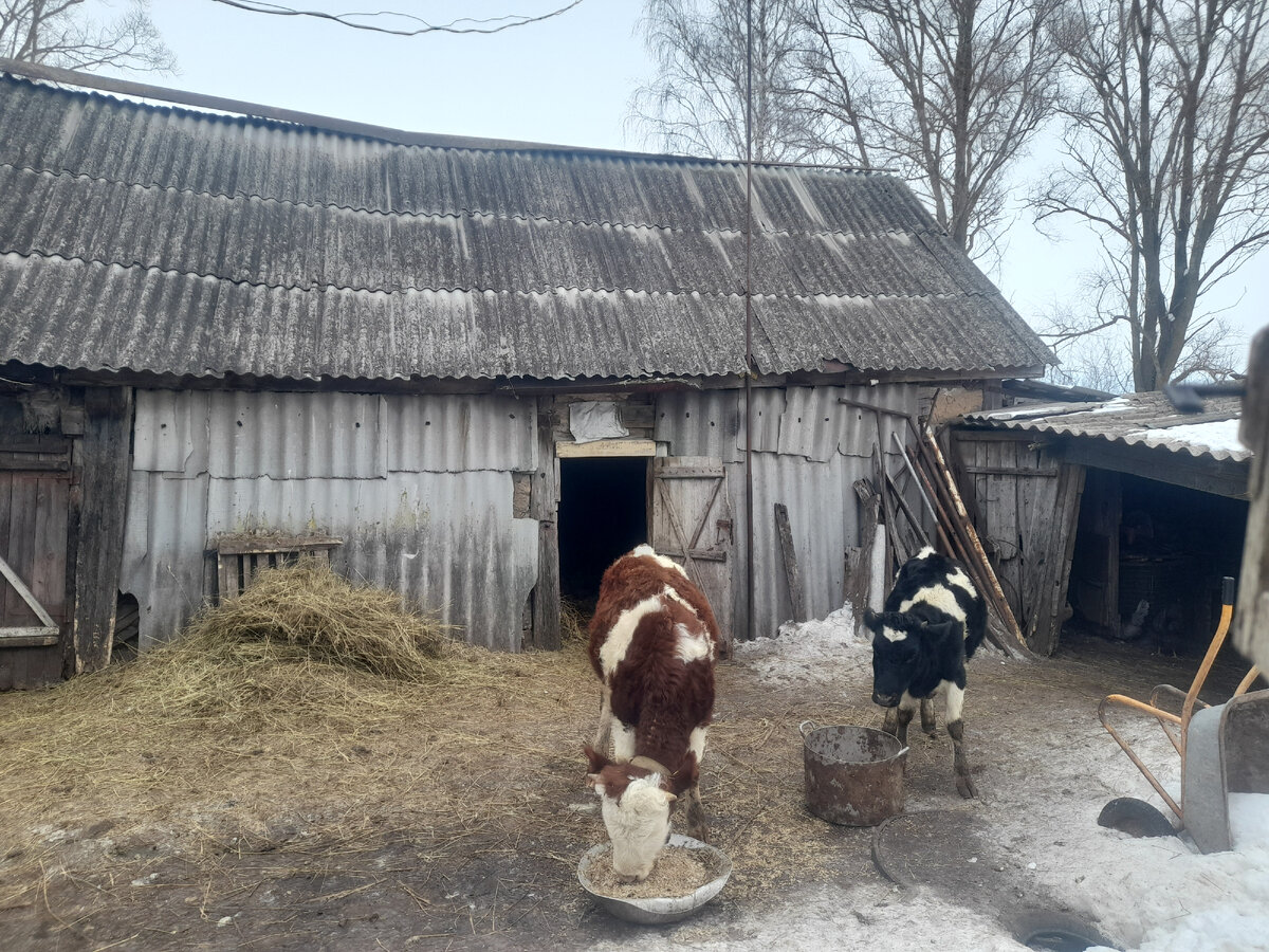 Телята гуляют, пока 