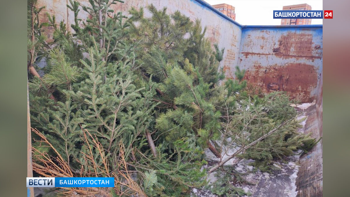    Уфимцы сдали на переработку 1,5 тысячи елок