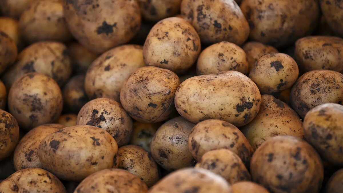 Распространение картофеля. Где выращивают картофель в россии на карте. Картофелеводство районы размещения в россии. Условия для картофеля. История распространения картошки.