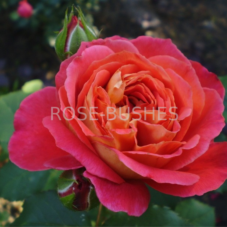 Розы-шрабы Рен Саммю, входящие в коллекцию Generosa, были созданы французскими учеными из питомника Guillot-Massad в 2010 году. Авторство этой культуры принадлежит Dominique Massad.-2