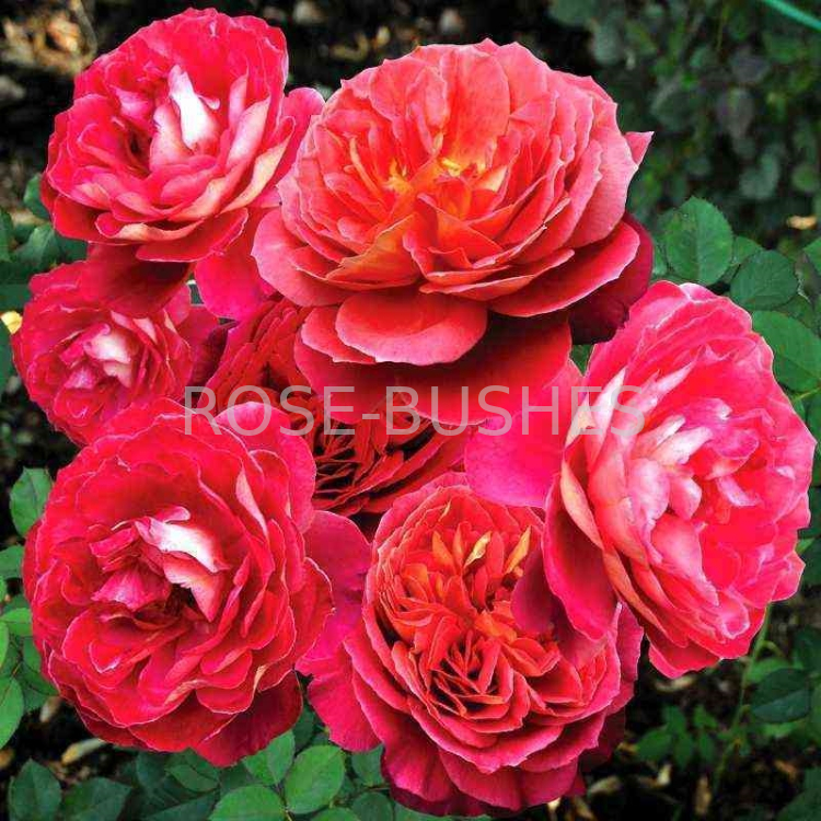 Розы-шрабы Рен Саммю, входящие в коллекцию Generosa, были созданы французскими учеными из питомника Guillot-Massad в 2010 году. Авторство этой культуры принадлежит Dominique Massad.