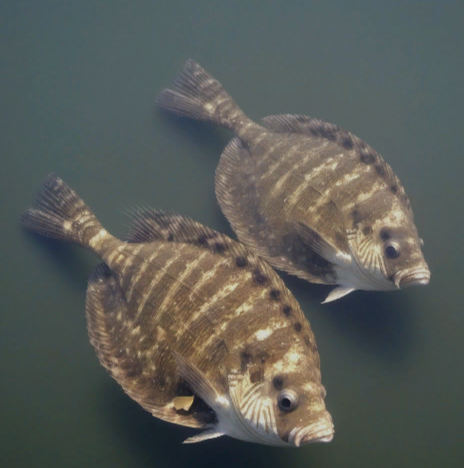 мертвые значение фразеологизма. фразеологизм. необычные фразеологизмы. мертвые души фразеологизм. фразеологизмы с объяснением.