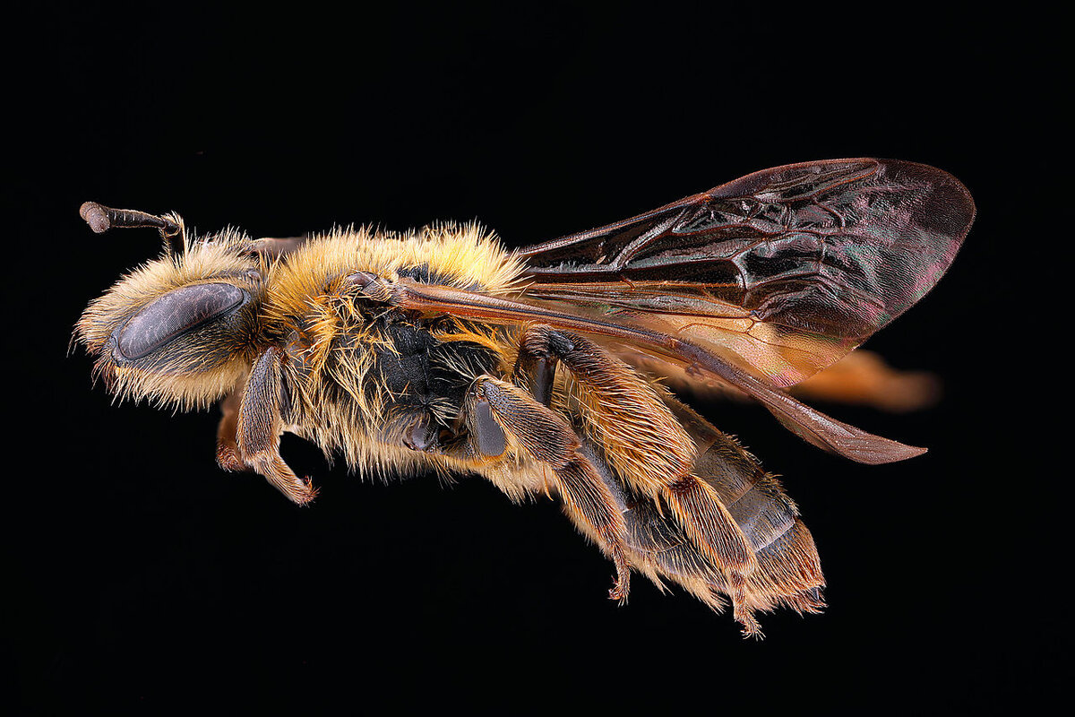 Andrena nigrihirta - пчела-шахтёр