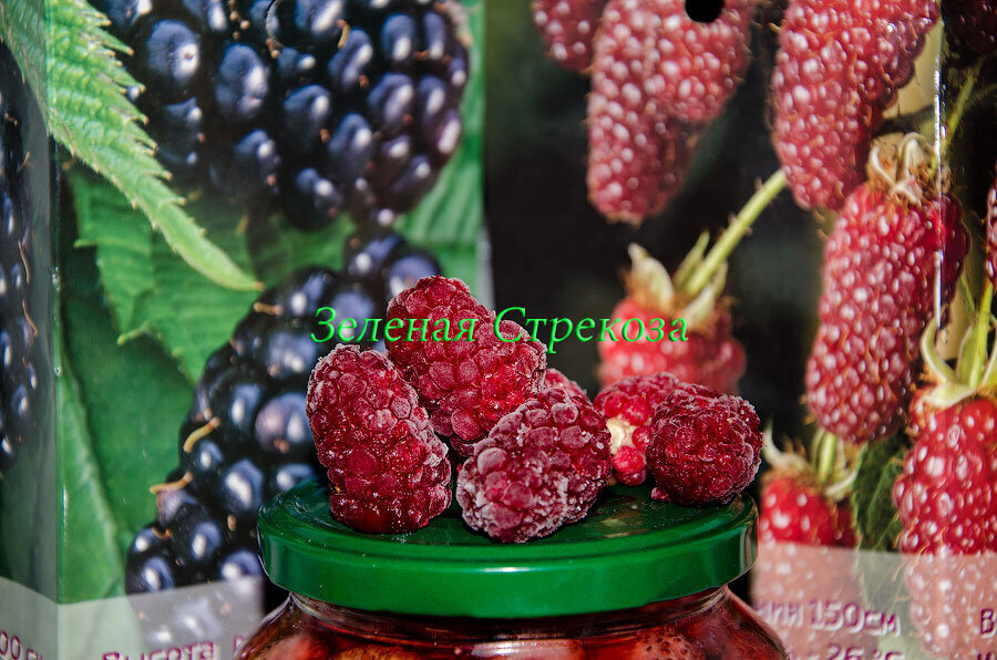 Компот из ежевики и ежемалины