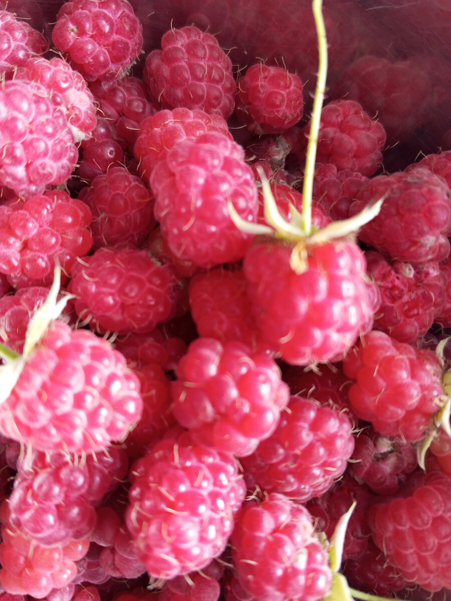 Ягоды малины