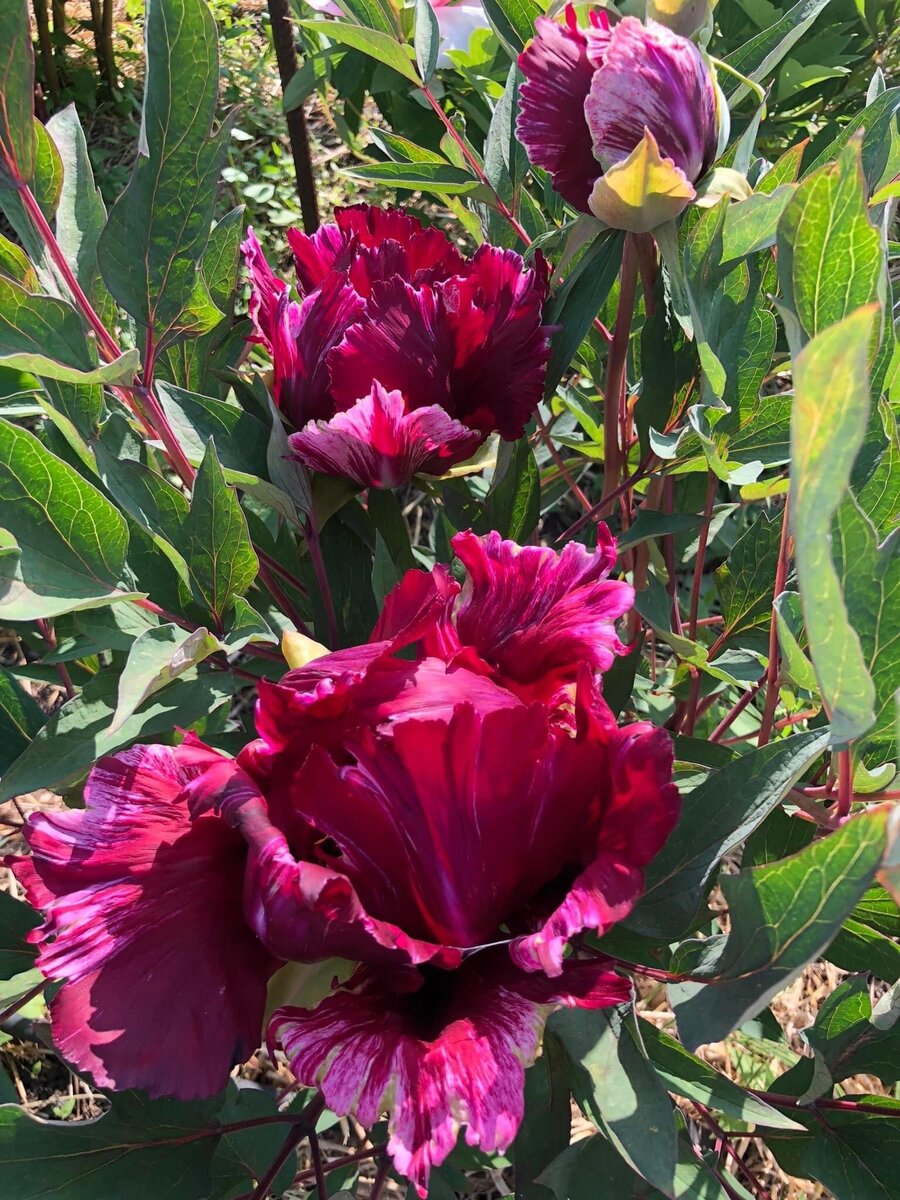 Пион Ураган Paeonia Ouragan