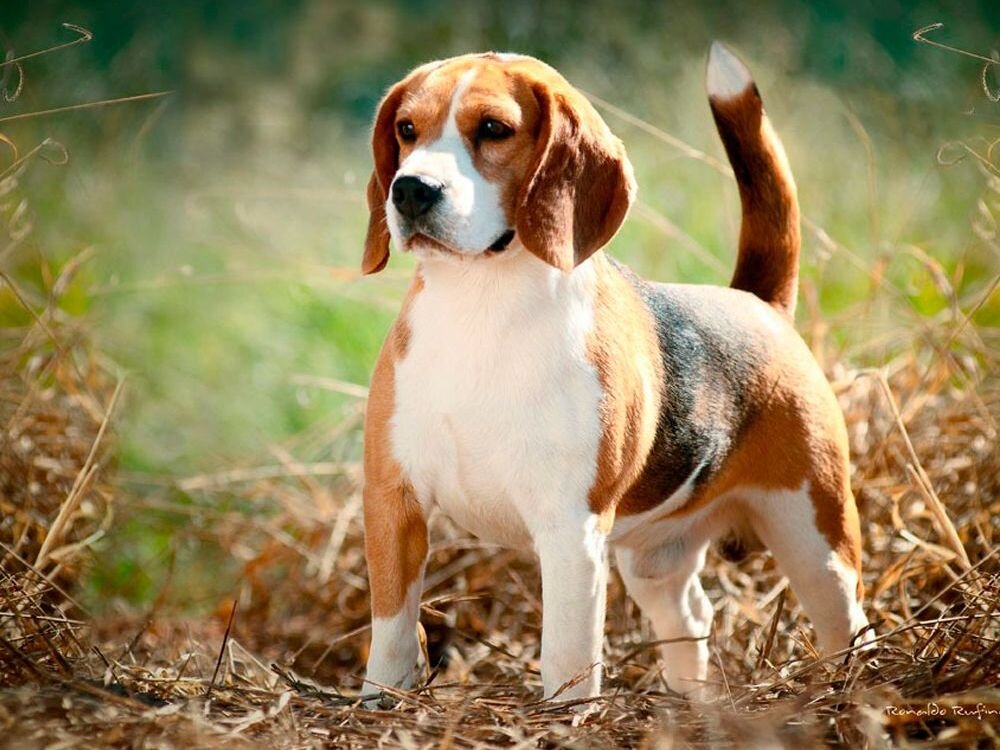 Серпуховская 17 пермь. Большая серпуховская 47 подольск. В мире животных серпухов ветклиника. Ветеринарные клиники серпуховская. Ветклиника серпухов.