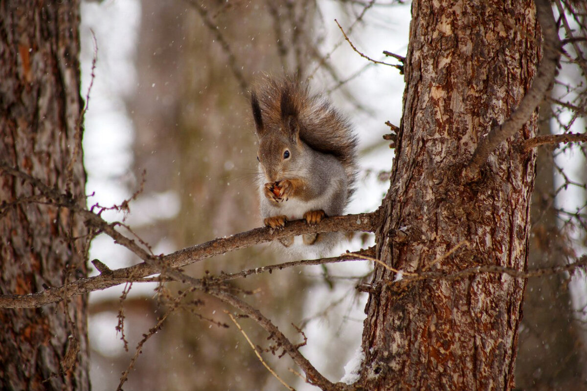 Зимняя вылазка к птичьей кормушке в парковой зоне | Натуральные ...