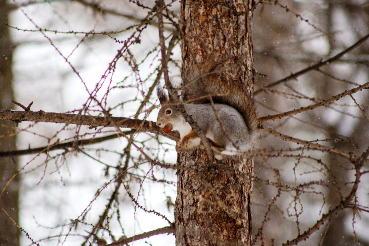 Зимняя вылазка к птичьей кормушке в парковой зоне | Натуральные ...