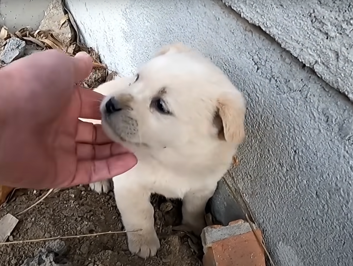 История щенят. История собак. История происхождения собак. История щенят. Рассказ о собаке.