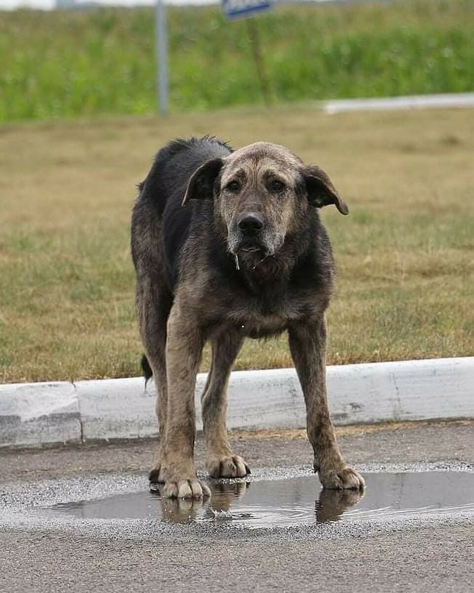 Тот самый пес