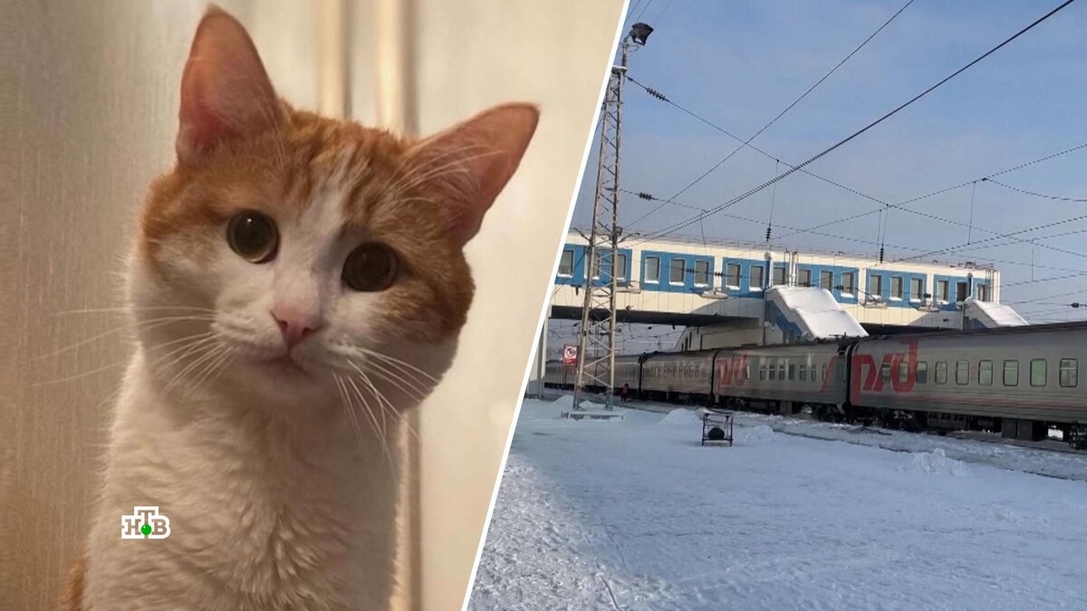    Пушистый герой: во время поисков погибшего Твикса были спасены 12 котов