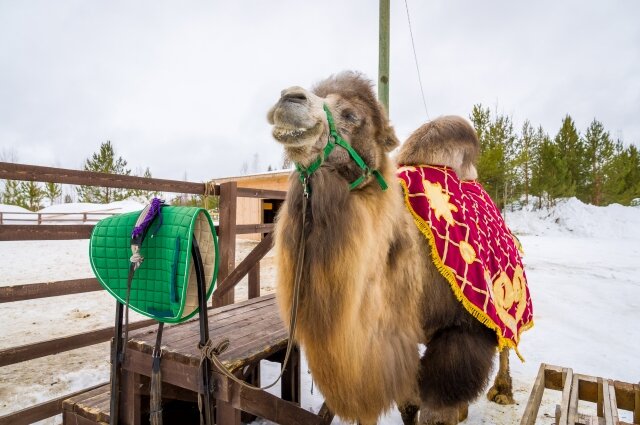    В Белоярском есть даже свой верблюд. Животное содержат в АНО центр развития адаптивной верховой езды «Конный клуб «Северный ветер». Фото: Центр социальных медиа Югры