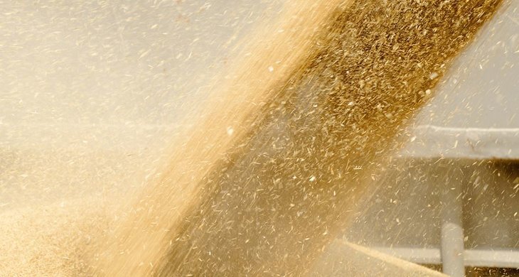    На 10 процентов больше отгрузили пшеницы тамбовские аграрии в 2023 года по сравнению с предыдущим