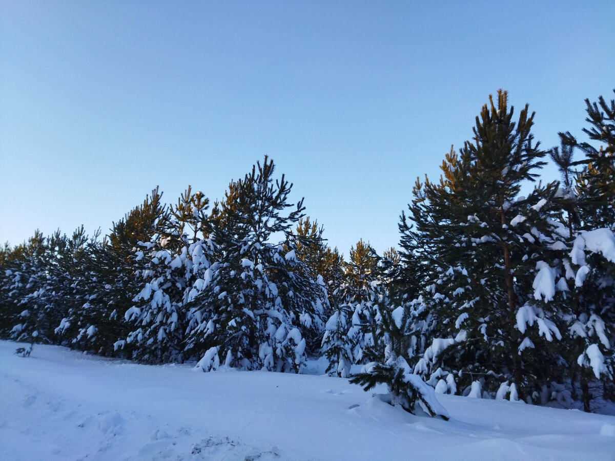 магазин астральных питомцев 134. полуночница аллоды питомец. Astral pet store. Astral pet store. магазин астральных питомцев манга.