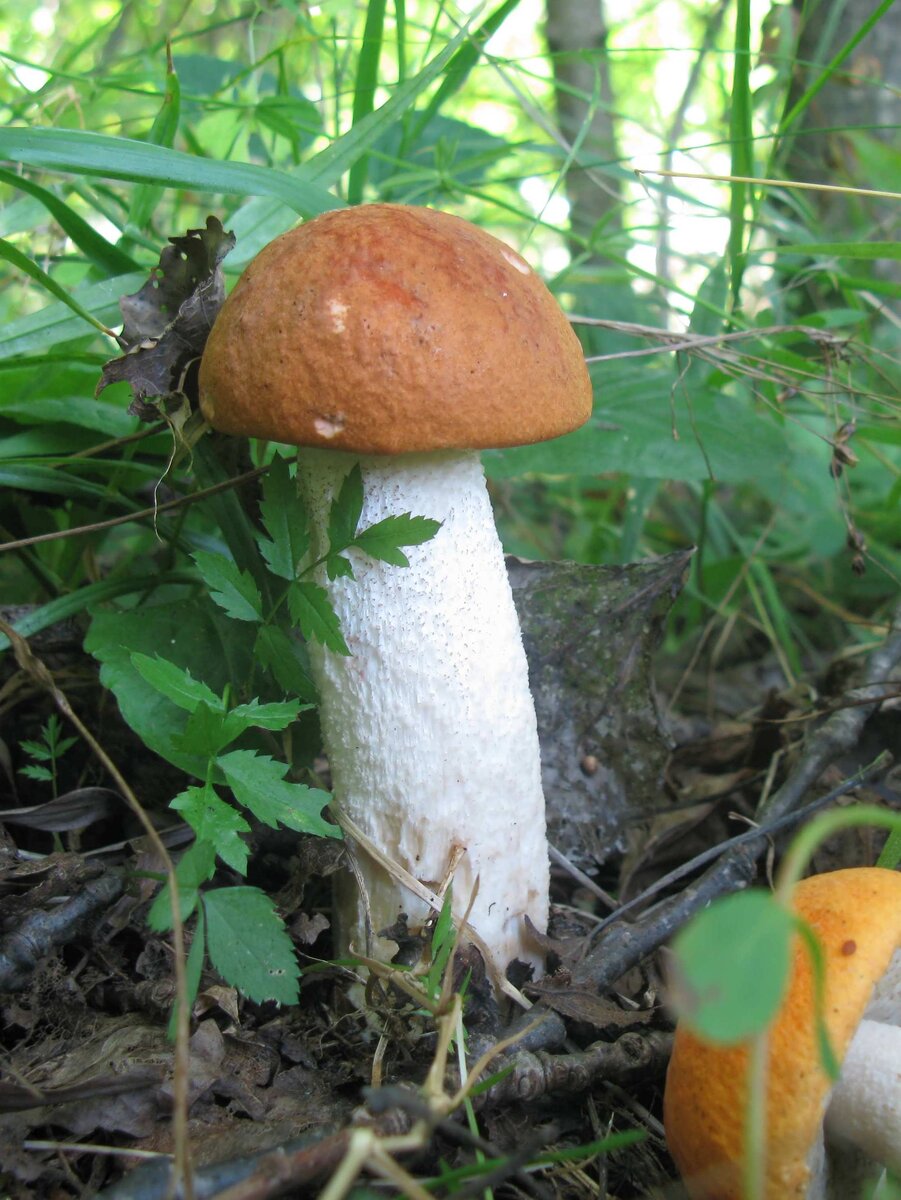 Про грибника. Про грибника. День грибника. Грибы. Сбор грибов.