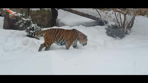 Московский зоопарк. Московский зоопарк зимой. Московский зоопарк зимой стоит. Московский зоопарк зимо. Зимний зоопарк.