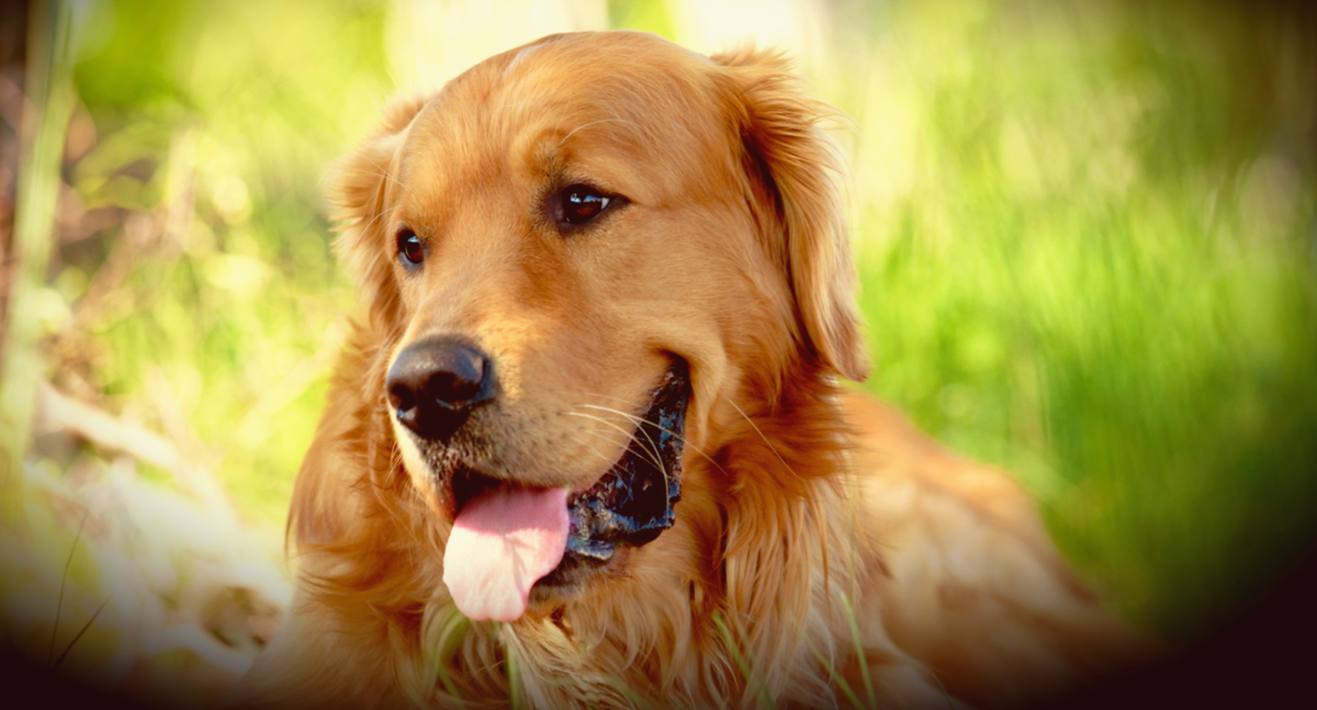 Гиперкератоз (hyperkeratosis) собак. Пигментозный кератит у собак. Почему собаки белеют. Кератоконъюнктивит пекинес. Почему собаки белеют.