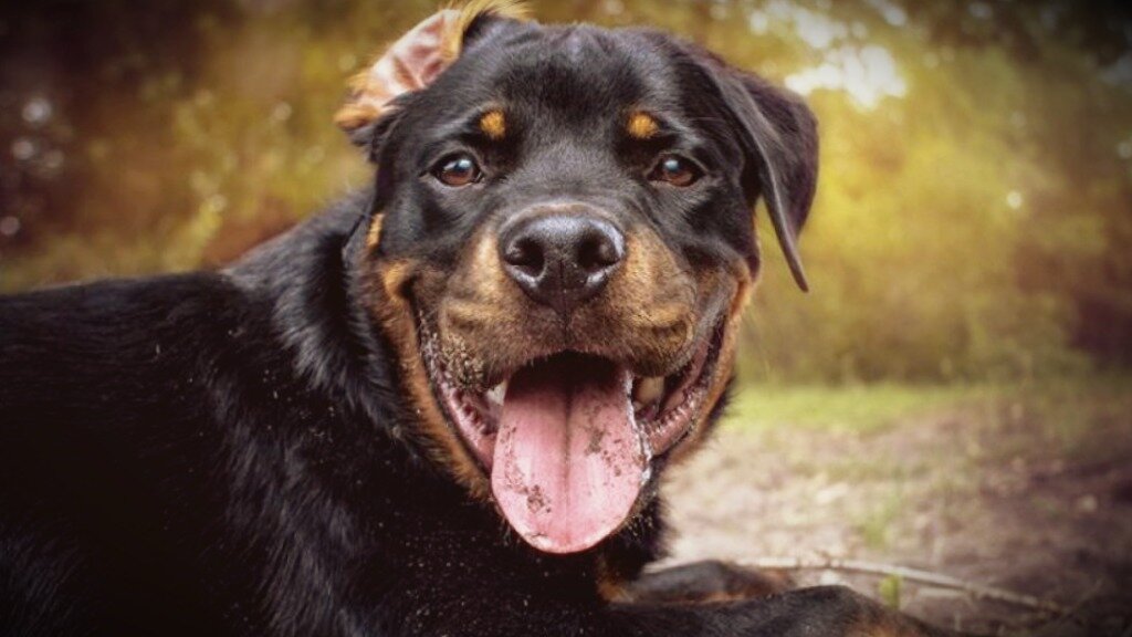 Как называются люди любящие собак. Люблю собак. Собака целует. Обнимает собаку. Парень с собакой.