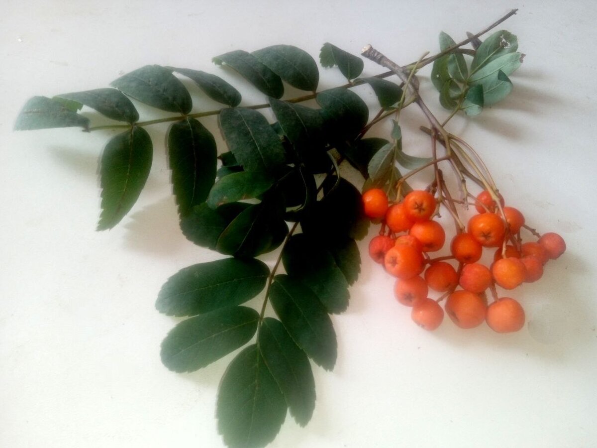 Рябиновая веточка защитит вас и ваших близких в эту дату