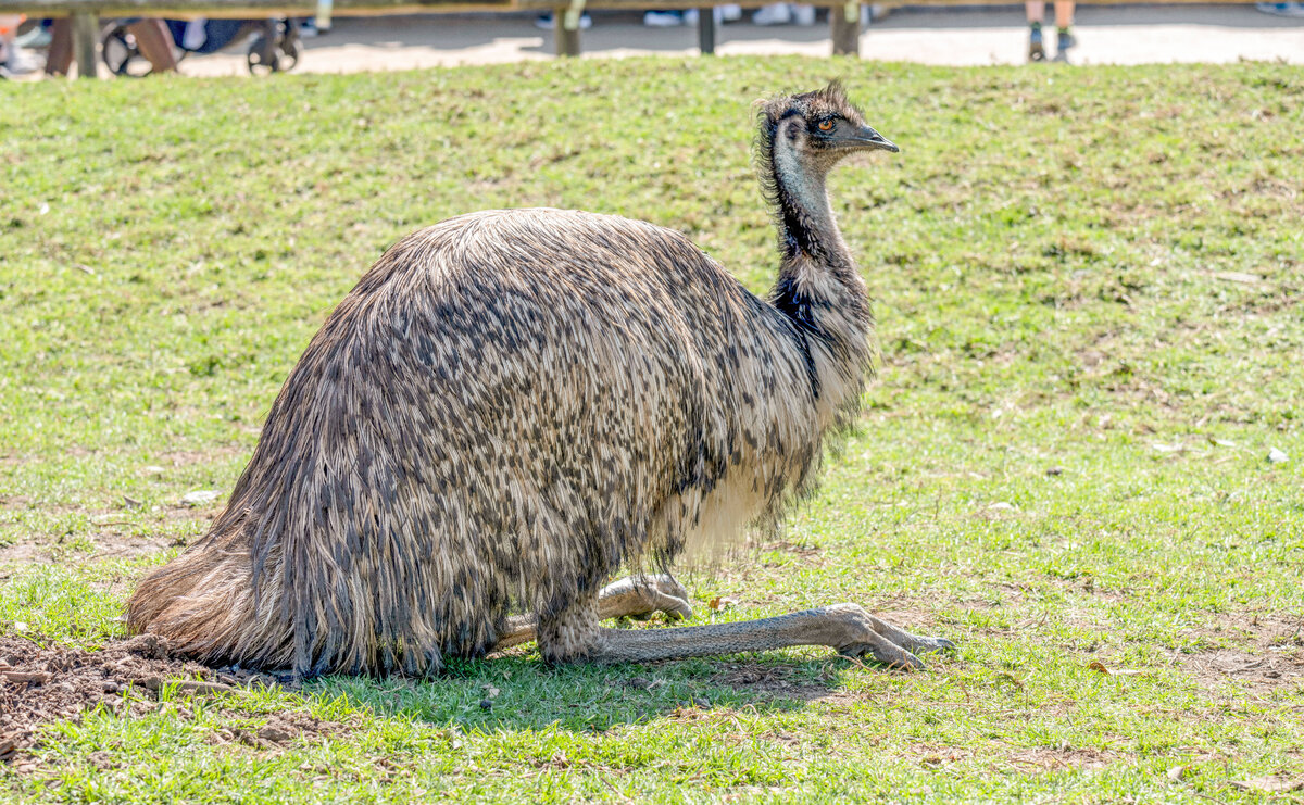    Imago_v1 /Legion-Media