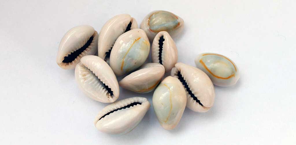 Раковины моллюсков каури