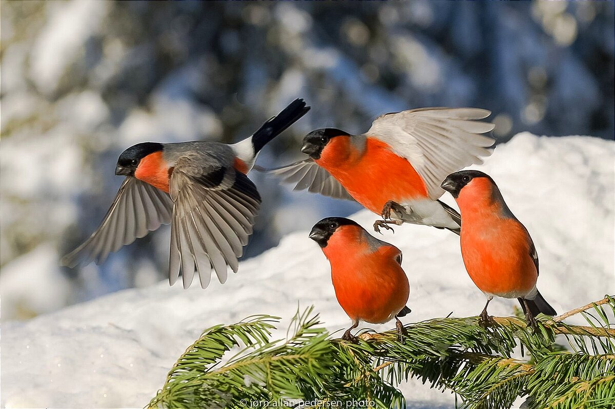 Птицы летающие зимой. Снегирь Вьюрковые. Красногрудый Снегирь. Зима птицы. Зима Снегири.