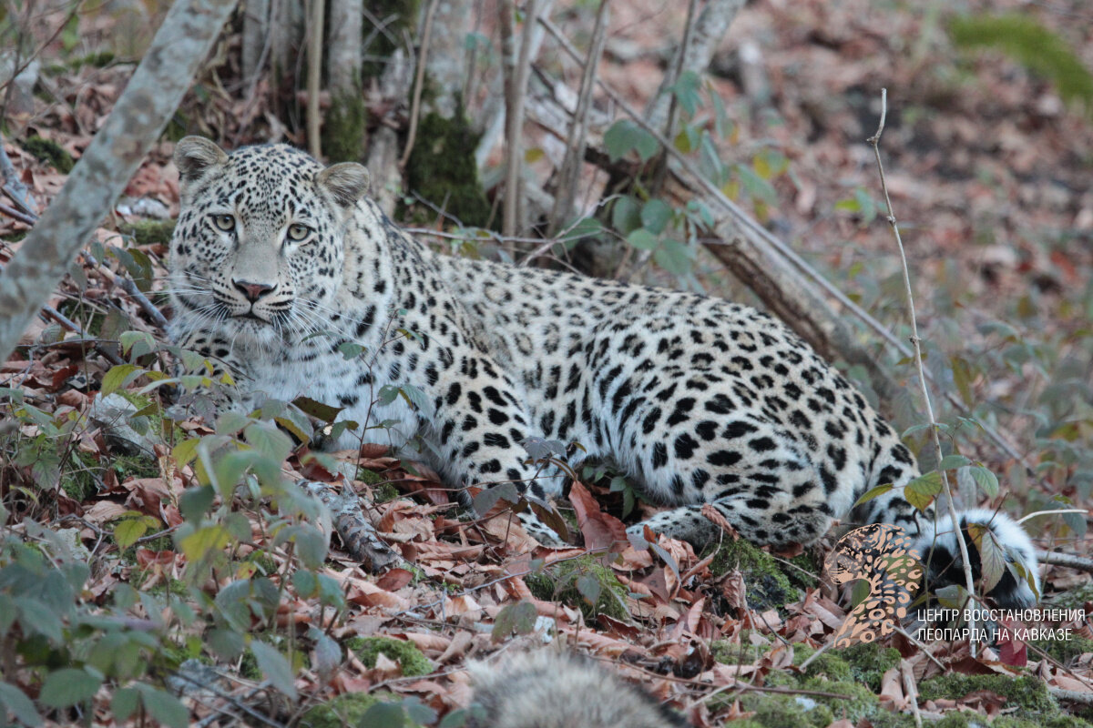 Фото с сайта leopard-kavkaz.ru