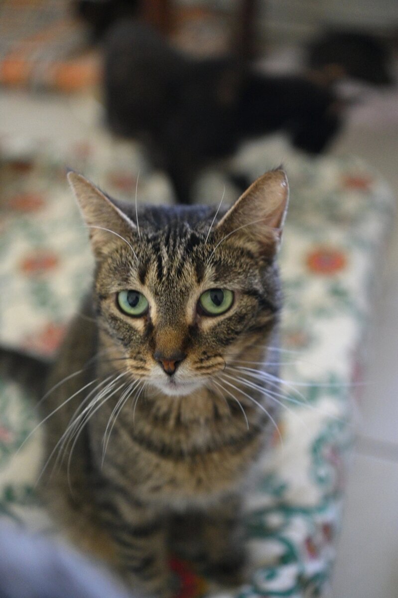 Комплимент коту. Комплимент кошке. Визитка питомника кошек. Кот просит. Комплименты девушке про глаза.