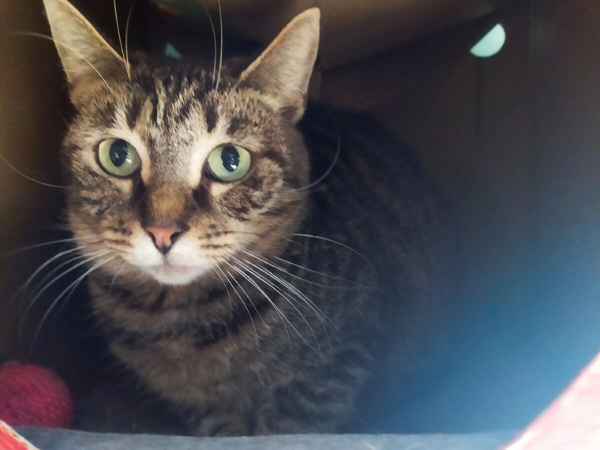 Комплимент для презентации. Доброта комплименты. Красивые открытки с пожеланиями. Всемирный день комплимента. Доброта комплименты.