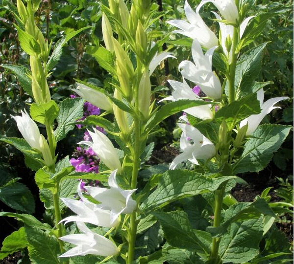 Функции почек в жизни растения. Нынешние растения. Редька дикая голосеменные. Позиция растение. Систематика лютика едкого.