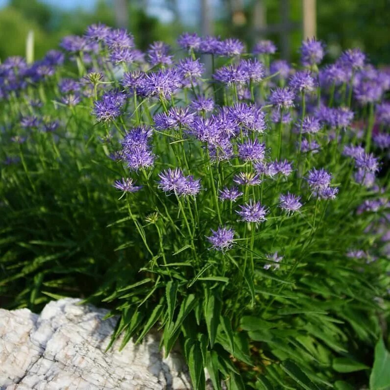 редкие и исчезающие растения. охрана редких растений. охпаняемок растение запов. редкие растения охрана. охрана редких растений и животных заповедники.