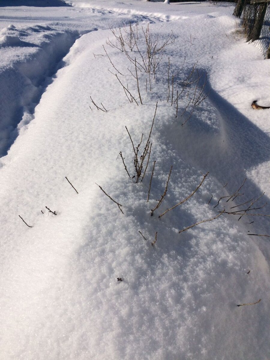 Смородина под снегом. 
