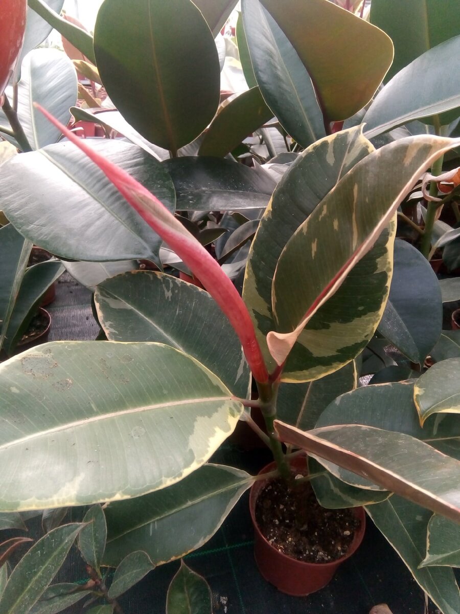 Фикус каучуконосный. 