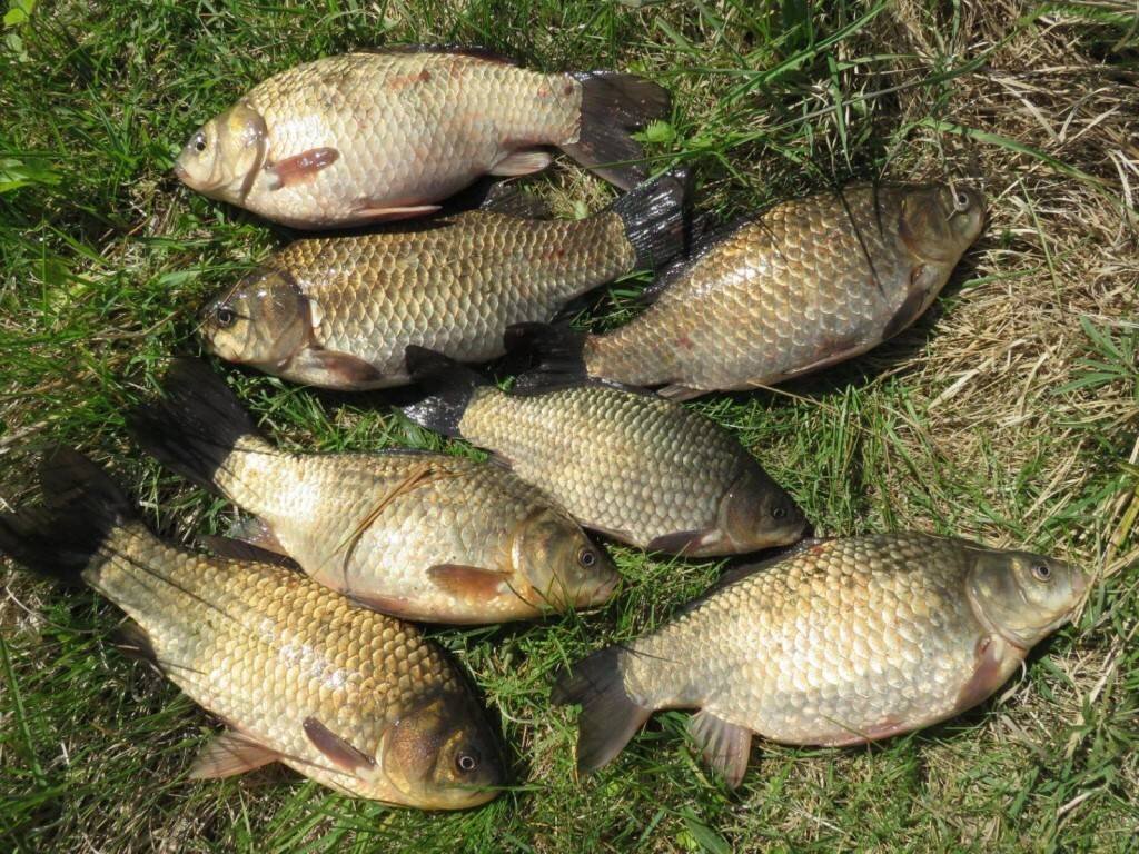 Ловля карася летом – одно из популярных развлечений для рыбаков. Летняя пора отличается теплой водой, что благоприятно сказывается на активности рыбы. Карась – это мирная рыба, которая предпочитает мелководные водоемы с густой растительностью. 
Ловля карася летом требует некоторых особенностей и приемов. В первую очередь, необходимо выбрать правильное место для рыбалки. Карась предпочитает заросшие водоемы с мягким грунтом. Лучше всего выбирать места с проточной водой, так как она обогащена кислородом и создает благоприятные условия для жизни рыбы.

При ловле карася летом, хорошей тактикой является пассивная методика. Карась – рыба малоподвижная, и охотится он, в основном, за пищей, падающей в воду. Поэтому стоит использовать натуральные приманки, такие как опары, червячки или насекомые. Также ловлю карася отлично подходят мягкие посадочные прикормки на травяной основе.

Чтобы успешно ловить карася летом, необходимо правильно подобрать снасти. Рыболовное удилище должно быть легким и гибким, средней длины – около 3-4 метров. Катушка выбирается соответствующего размера, с легким ходом и хорошим фрикционом. Также необходимо иметь несколько поплавков разного размера, подобранных под условия ловли.

Ловля карася летом требует терпения и некоторого мастерства. Рыба может быть осторожной и сторониться незнакомых предметов в воде. Поэтому важно подобрать правильную стратегию. Основной принцип – наблюдать за поверхностью воды и реагировать на движение поплавка. Как только поплавок начинает двигаться или тонуть, нужно осторожно забирать леску – не рывком, а постепенно.

Ловля карася летом – это отличная возможность насладиться природой и отдохнуть от городской суеты. Сочные зеленые поля, тихое журчание воды и легкое шевеление камыша – все это создает особую атмосферу рыбалки. А если удача улыбнется, то можно насладиться вкусным обедом из свежего карася.